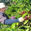 Coffee exports suffer strong drops 