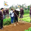 Hoi An gears up for tours to Tra Que vegetable village