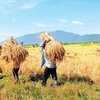 Cambodia’s new strategy to push agriculture to modernise