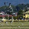 Rare storks appear in northern Dien Bien province