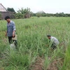 Lemongrass price rise benefits farmers in Mekong Delta district