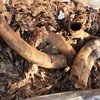 Over two tonnes of ivory and pangolin scales seized