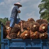 Indonesia ready to confront EU over palm oil discrimination 