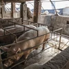 African swine fever spreads in Indonesia