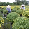 Mekong Delta farmers expect good harvest of Tet flowers