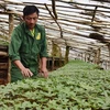 Kon Tum focuses on agricultural development