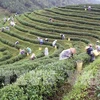 Thai Nguyen festival honours tea processing industry