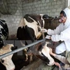 Foot-and-mouth disease suspectedly kills 70 dairy cows in Thailand