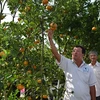 Pink mandarin yield for Tet falls dramatically