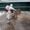 Agriculture ministry requests boosting avian flu fight