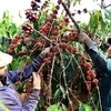 Vietnam tightens grip on world’s coffee 