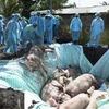 Vietnam, US jointly study vaccine against African swine fever