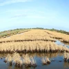 Mekong Delta takes measures to reduce saltwater intrusion