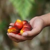 Indonesia exports over 36 million tonnes of palm oil in 2019