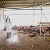 Minister urges early detection of avian influenza outbreaks 