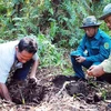 Mekong Delta, Central Highlands brace for forest fires