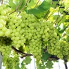 Vietnam becomes largest grape importer of RoK
