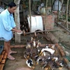 Tra Vinh: nearly 1,000 A/H5N1-infected poultry culled