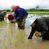 Laos earns more from rice exports to China