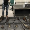 Nearly 29kg of suspected rhino horn seized at Can Tho airport
