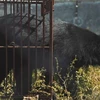 New short film released to call for end to bear farming