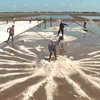 Farmers enjoy bumper salt production, high prices in Mekong Delta