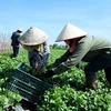 Vietnam to release white book on cooperatives