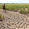 Central region at high risk of drought: official 