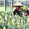 Lam Dong province sees sharp increase in flower export 