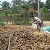 Vietnam sees cassava export reduction in two months