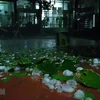 Hail causes damage in northern mountainous provinces 
