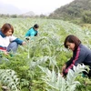 Lao Cai sets sights on boosting medicinal herb sector