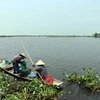 Thua Thien-Hue to build bird sanctuary in O Lau estuary area