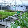 Can Tho moves to enhance efficiency of vital hi-tech urban agricultural models