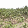 Saltwater intrusion affects Mekong Delta’s fruit cultivation 