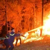 Dong Nai proactive in preventing forest fires