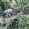 Herd of endangered elephants found in Quang Nam
