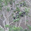 Black shanked douc langurs found in Ninh Thuan
