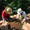 Coffee industry to face more losses in Q2