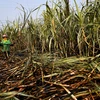 Thailand’s sugar industry affected by drought