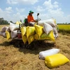Localities, exporters propose lifting rice export limits 