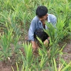 Specialised farming areas developed for climate change adaptation 