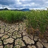 Binh Thuan declares Level 2 drought emergency