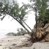 Underwater dyke set to save Cua Dai beach from erosion