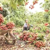 Bac Giang plans to boost domestic lychee consumption
