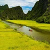 Yellow floating rice fields await tourists this week