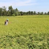 Tra Vinh farmers expand organic rice areas