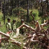 Deforestation continues to rage in Vietnam