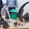 Man imprisoned for trafficking rhino horns