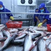 Tra fish exports plummet 39 pct. in first five months